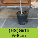 Brown Turkey fig tree 6 to 8 cm girth